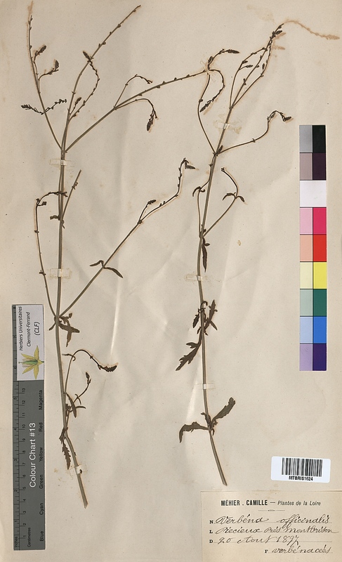 Verbena officinalis (Verbenaceae)
