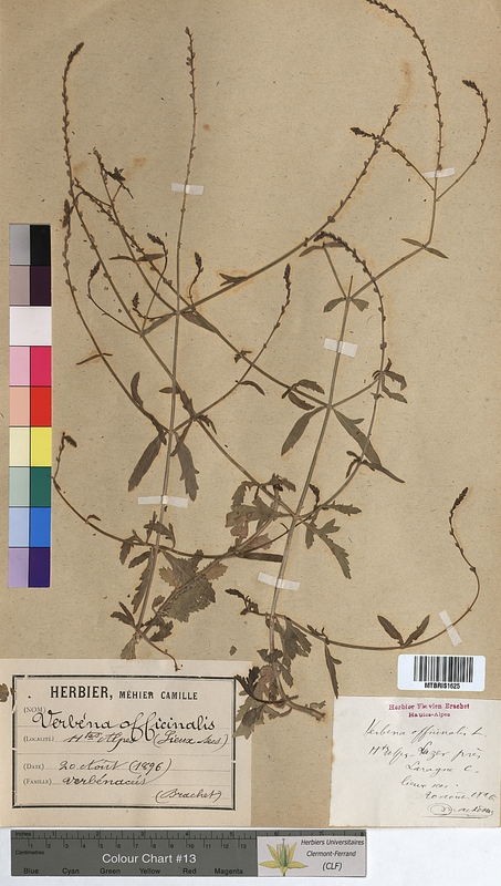 Verbena officinalis (Verbenaceae)