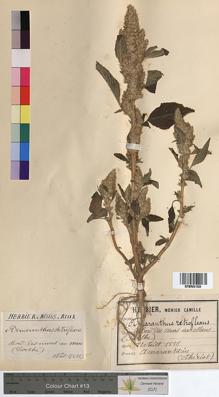 Amaranthus retroflexus (Amaranthaceae)