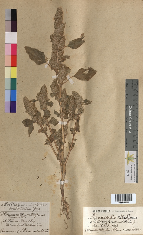 Amaranthus retroflexus (Amaranthaceae)