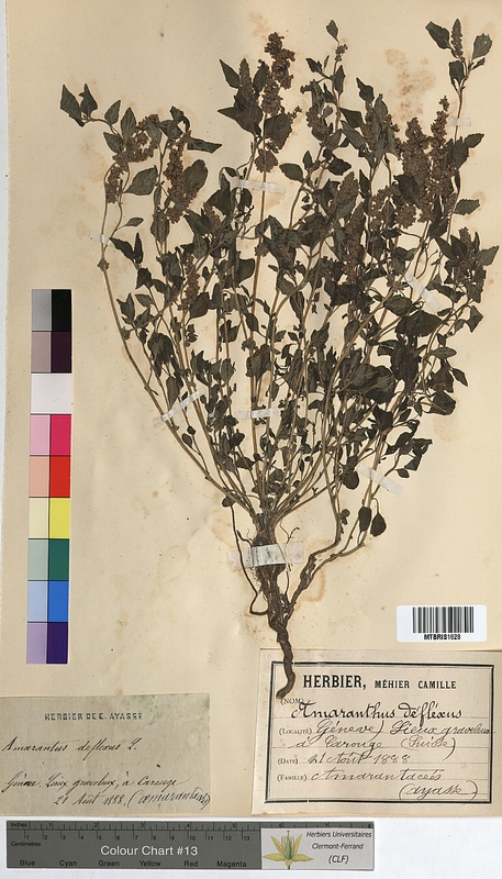 Amaranthus deflexus (Amaranthaceae)