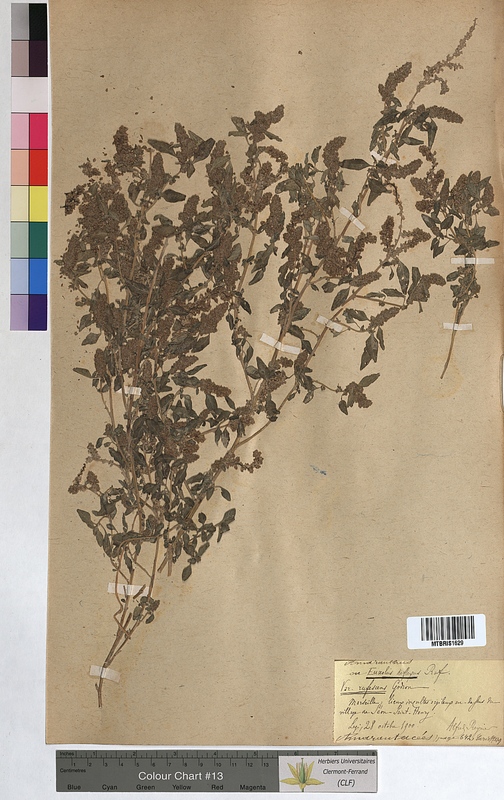 Amaranthus deflexus (Amaranthaceae)