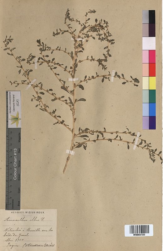Amaranthus albus (Amaranthaceae)