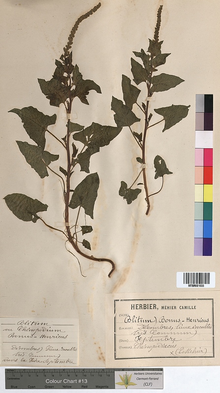Chenopodium bonus-henricus (Chenopodiaceae)