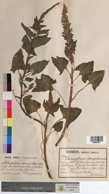 Chenopodium bonus-henricus (Chenopodiaceae)