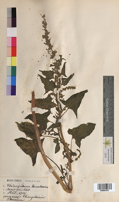 Chenopodium bonus-henricus (Chenopodiaceae)