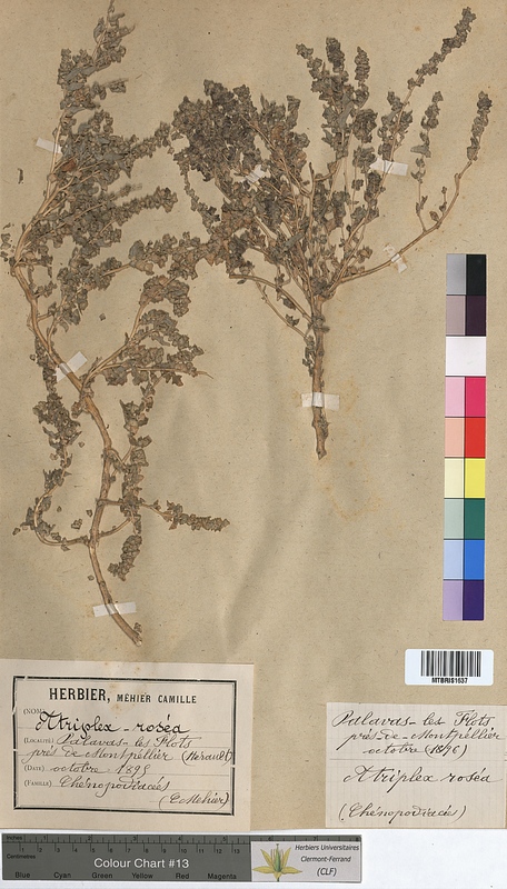 Atriplex rosea (Chenopodiaceae)