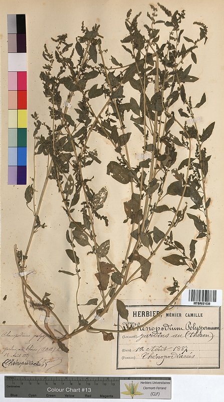 Chenopodium polyspermum (Chenopodiaceae)