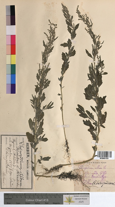 Chenopodium album (Chenopodiaceae)