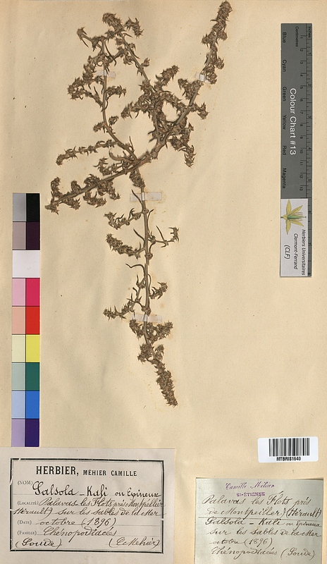 Salsola kali (Chenopodiaceae)