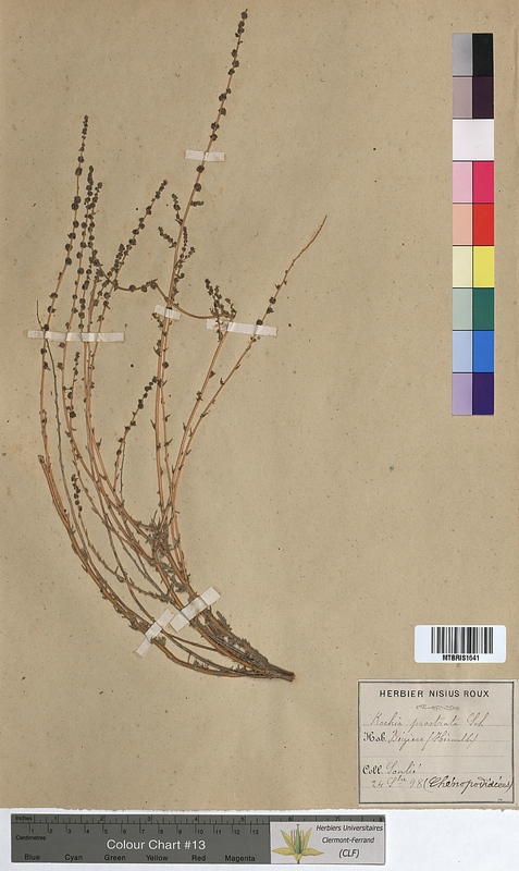 Kochia prostrata (Chenopodiaceae)