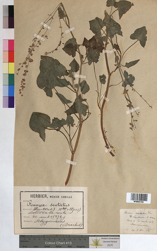 Rumex scutatus (Polygonaceae)