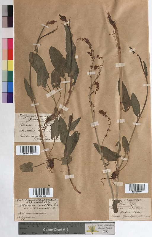 Rumex acetosa (Polygonaceae)