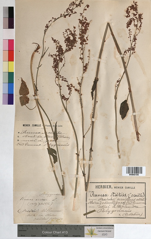 Rumex acetosa (Polygonaceae)
