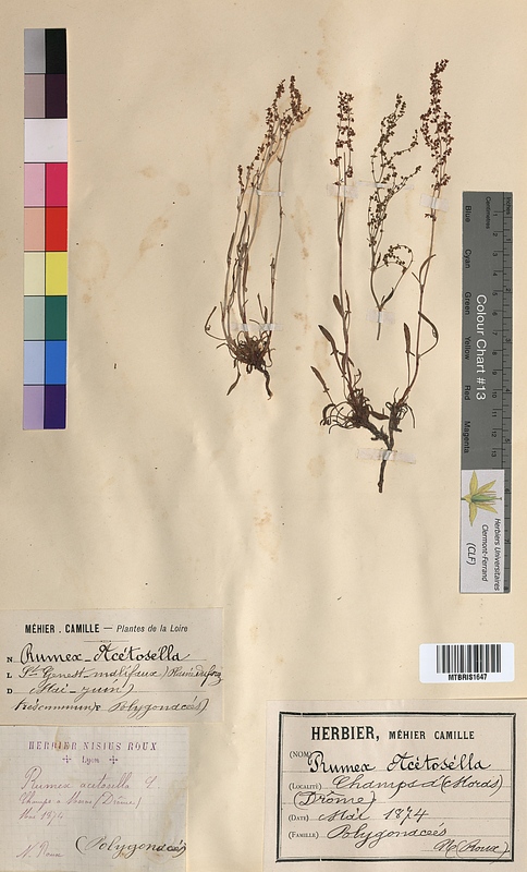 Rumex acetosella (Polygonaceae)