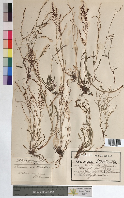 Rumex acetosella (Polygonaceae)
