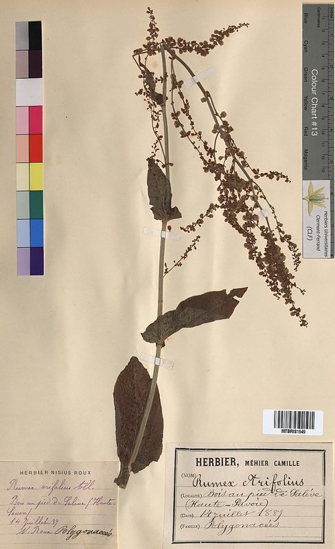 Rumex arifolius (Polygonaceae)