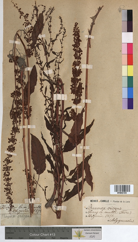Rumex crispus (Polygonaceae)