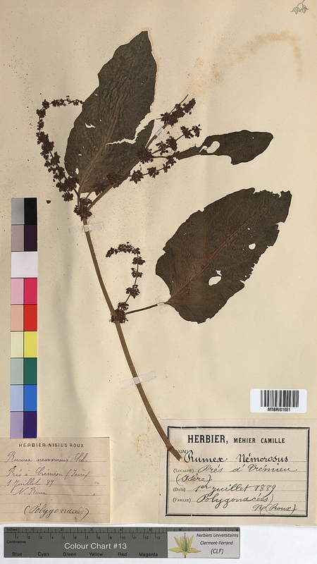 Rumex nemorosus (Polygonaceae)