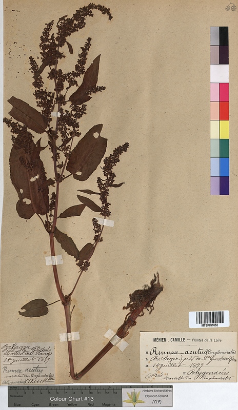 Rumex acutus (Polygonaceae)