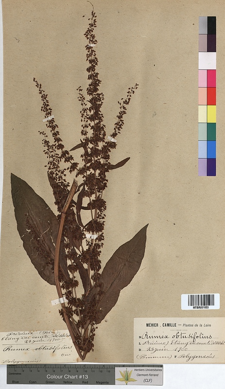Rumex obtusifolius (Polygonaceae)