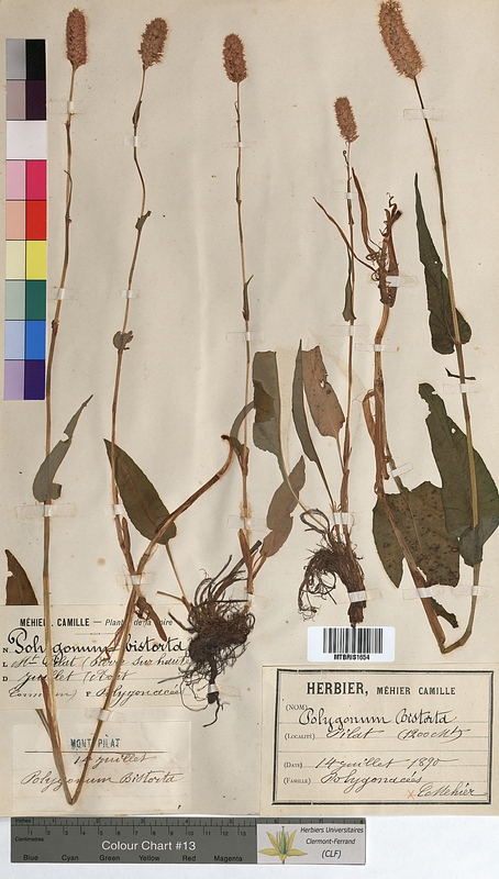 Polygonum bistorta (Polygonaceae)