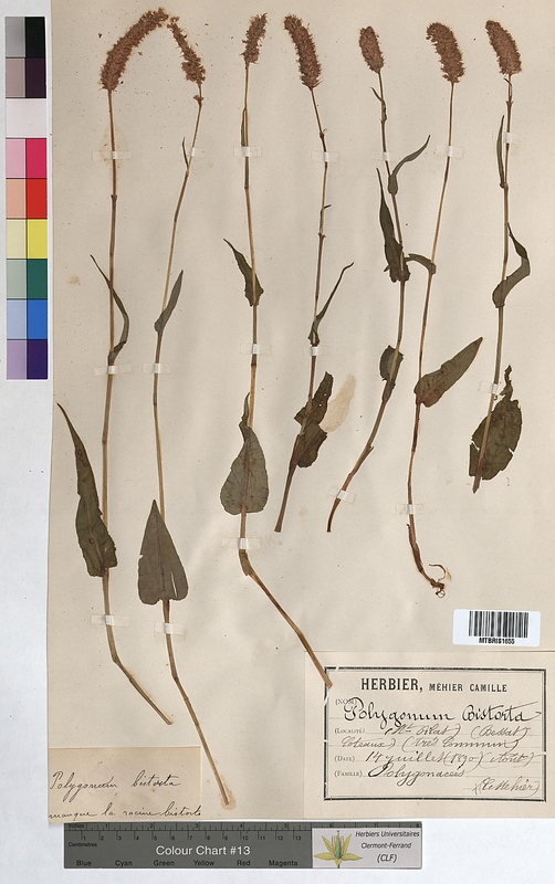 Polygonum bistorta (Polygonaceae)