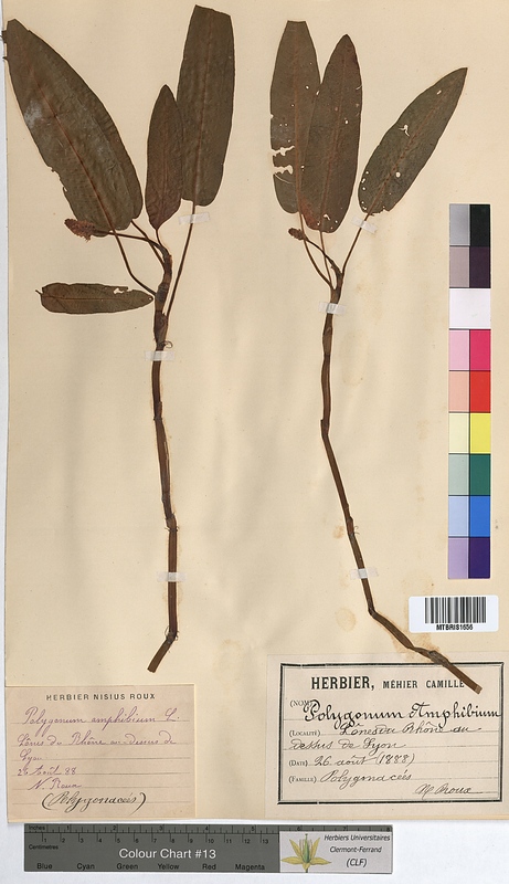 Polygonum amphibium (Polygonaceae)
