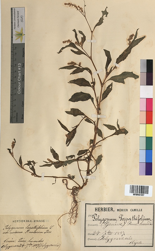 Polygonum lapathifolium (Polygonaceae)