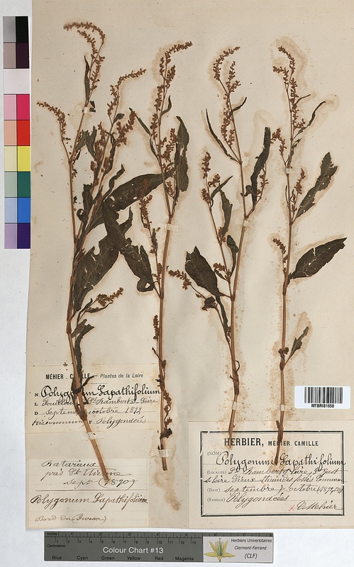 Polygonum lapathifolium (Polygonaceae)