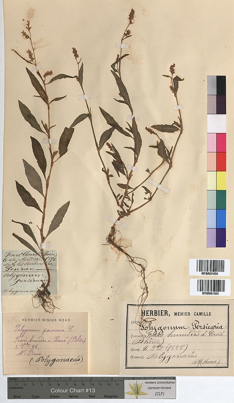 Polygonum persicaria (Polygonaceae)