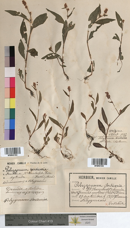 Polygonum persicaria (Polygonaceae)