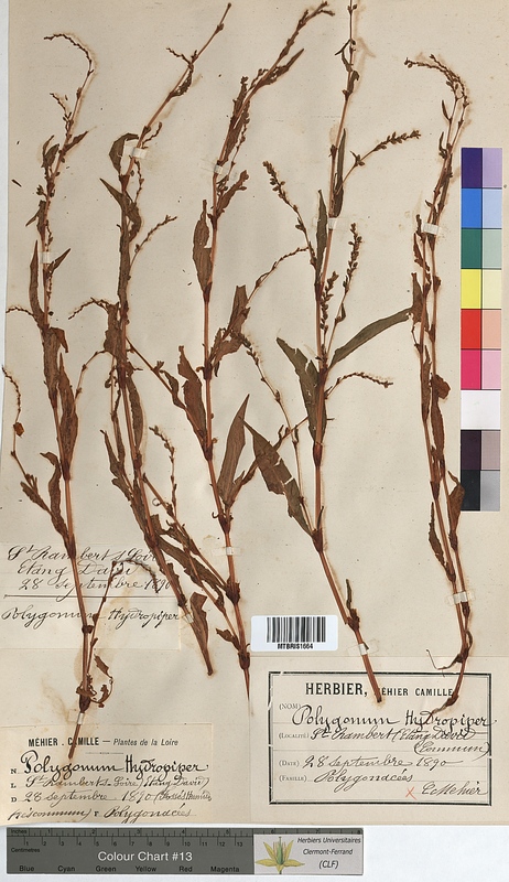 Polygonum hydropiper (Polygonaceae)