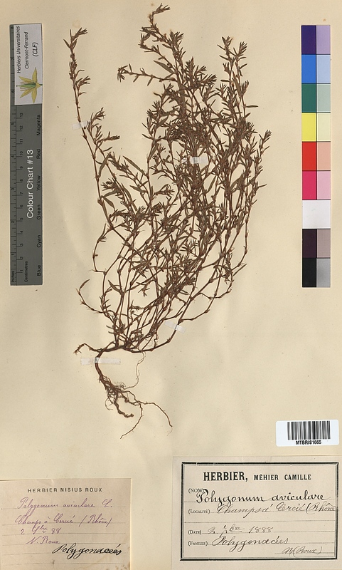 Polygonum aviculare (Polygonaceae)