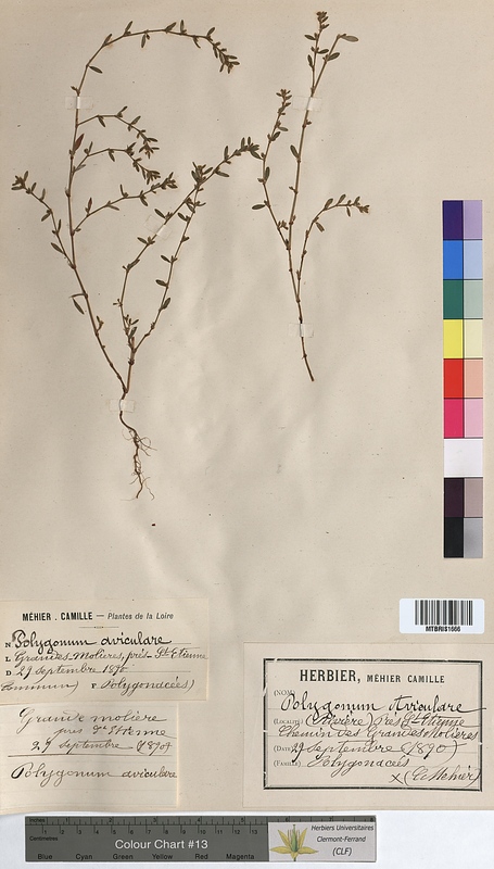 Polygonum aviculare (Polygonaceae)