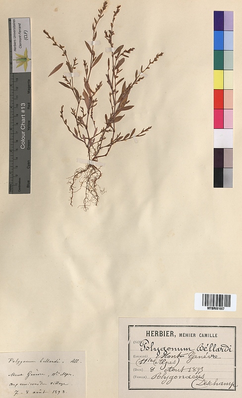 Polygonum bellardii (Polygonaceae)