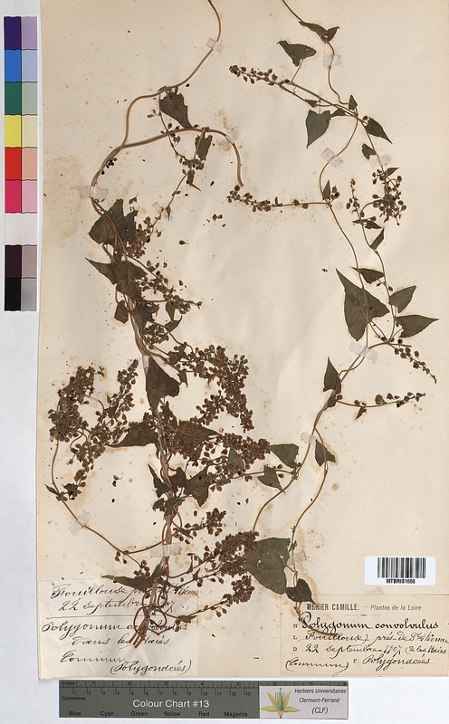Polygonum convolvulus (Polygonaceae)