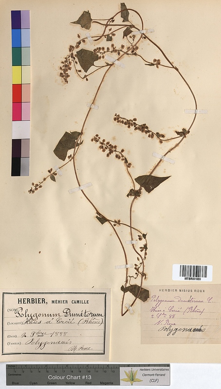 Polygonum dumetorum (Polygonaceae)
