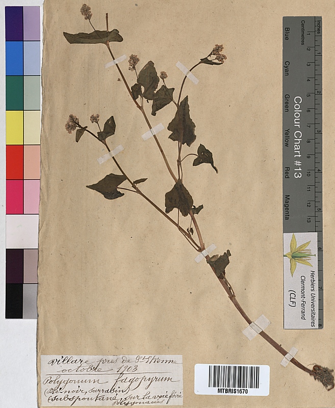 Polygonum fagopyrum (Polygonaceae)