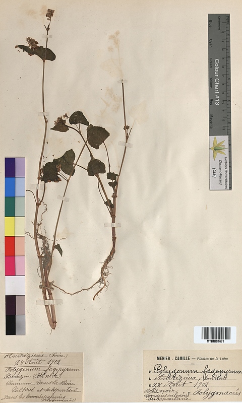 Polygonum fagopyrum (Polygonaceae)