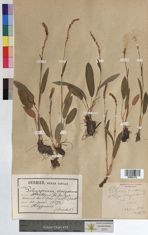 Polygonum viviparum (Polygonaceae)
