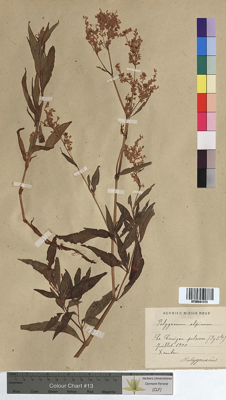 Polygonum alpinum (Polygonaceae)