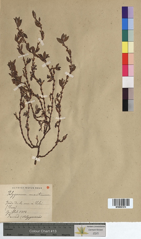 Polygonum maritimum (Polygonaceae)