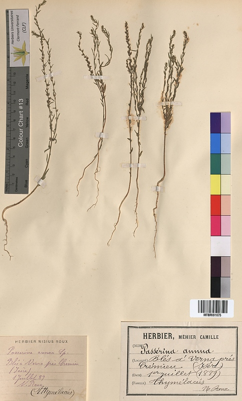 Passerina annua (Thymelaeaceae)