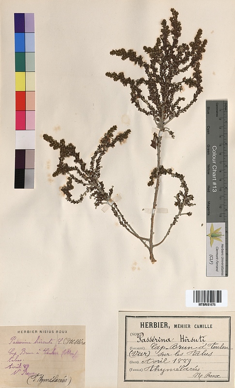 Passerina hirsuta (Thymelaeaceae)