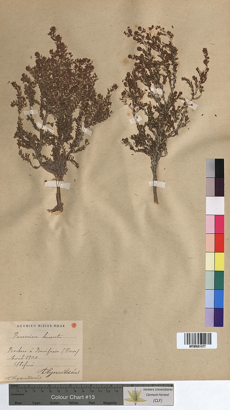 Passerina hirsuta (Thymelaeaceae)