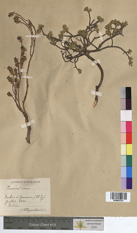Passerina dioica (Thymelaeaceae)