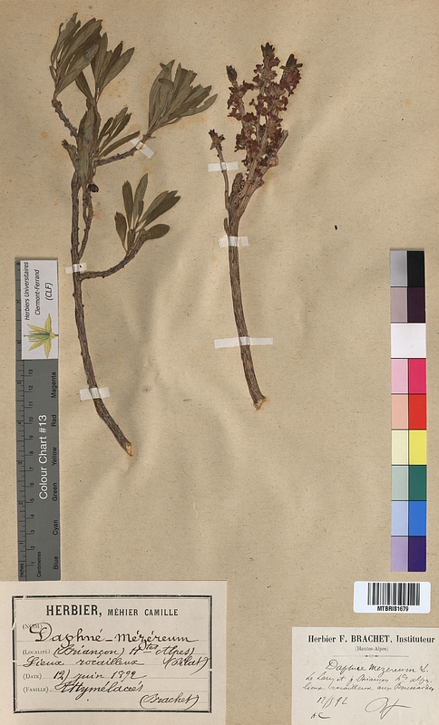 Daphne mezereum (Thymelaeaceae)