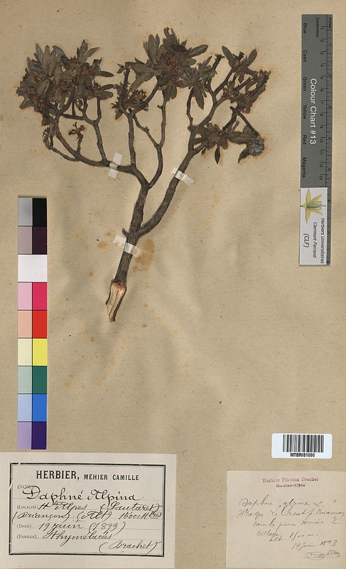 Daphne alpina (Thymelaeaceae)