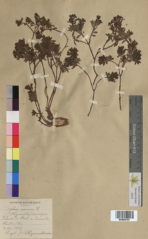 Daphne cneorum (Thymelaeaceae)